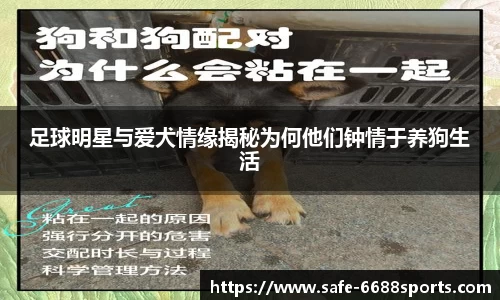 足球明星与爱犬情缘揭秘为何他们钟情于养狗生活